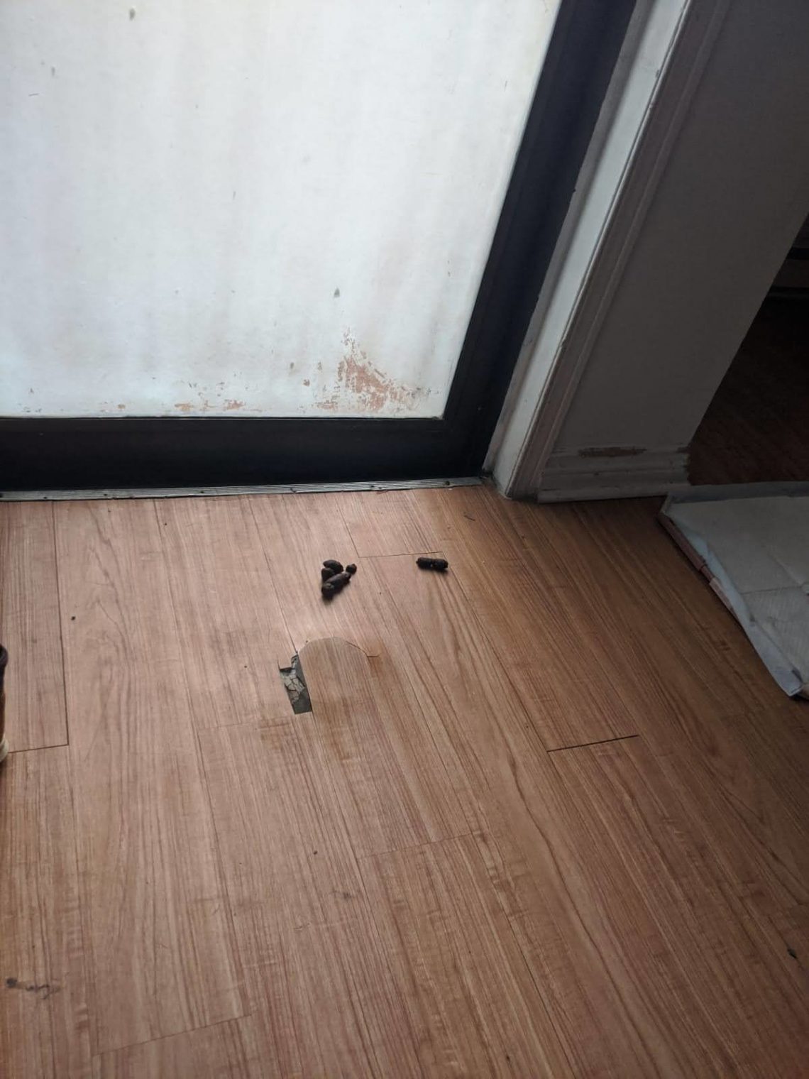 La surprise du chien avant de partir