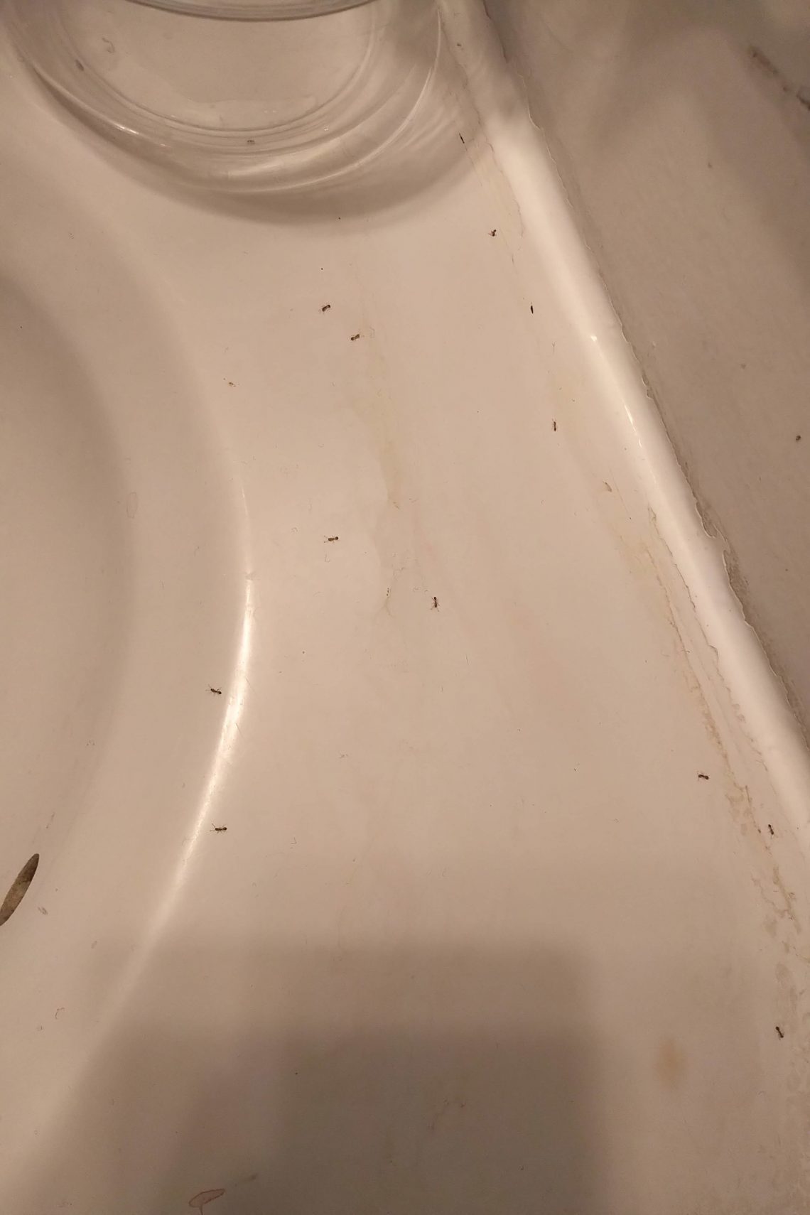 Des fourmis dans la salle de bain