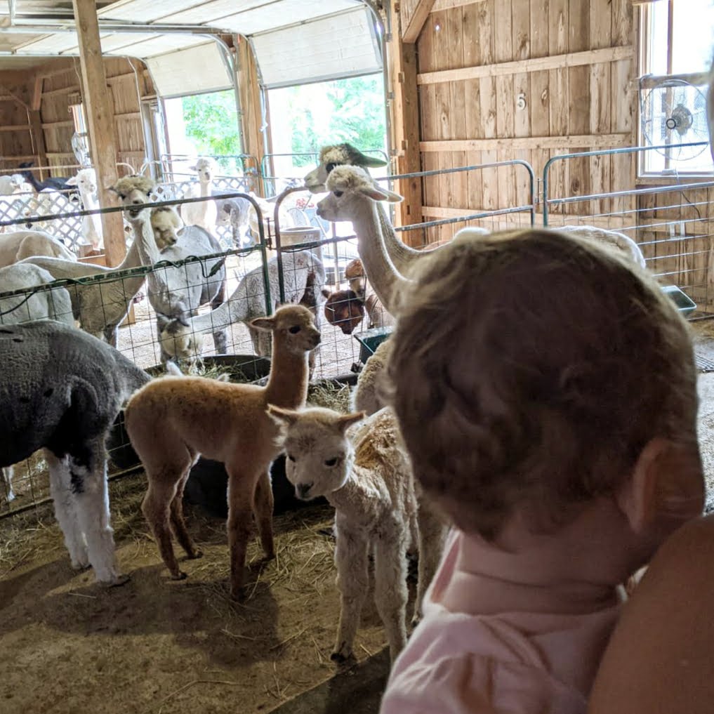 Pas rassurée devant les alpagas