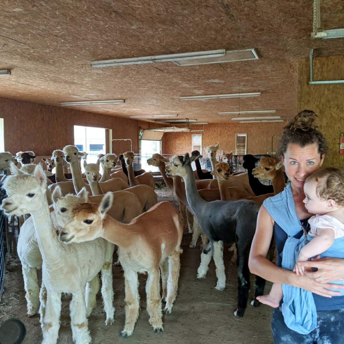 Découverte des alpagas