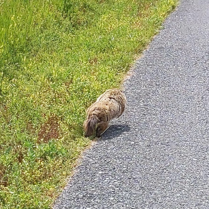 Étrange animal de campagne