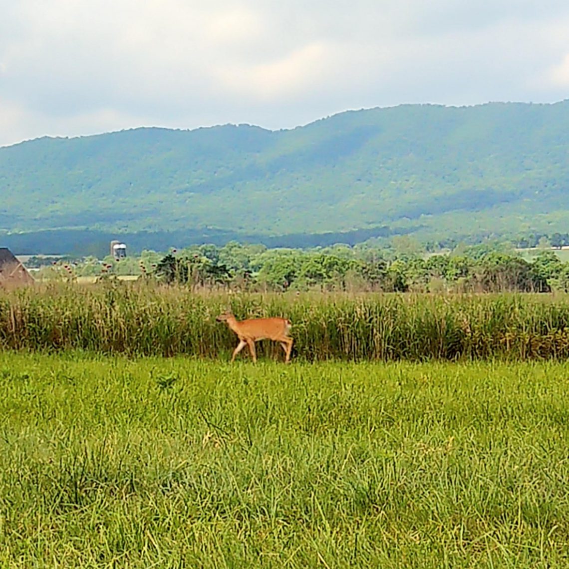 Rencontre avec une biche
