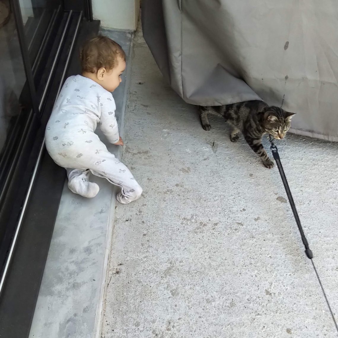 Louise et le chat, je t'aime moi non plus