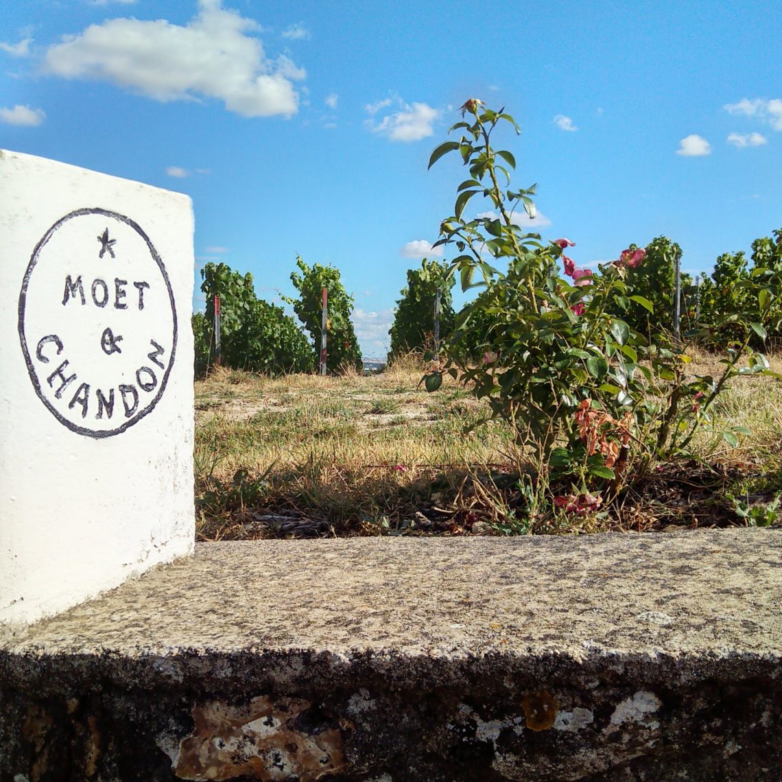 Les vignes de moet et chandon
