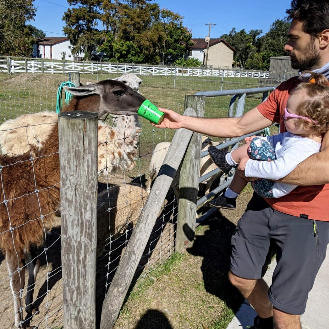 Bonjour les lamas de Louisiane