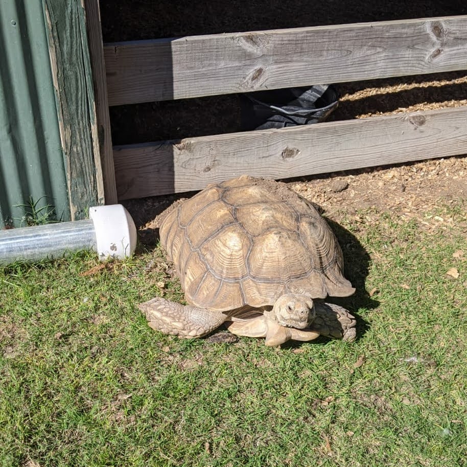 La tortue à la ferme