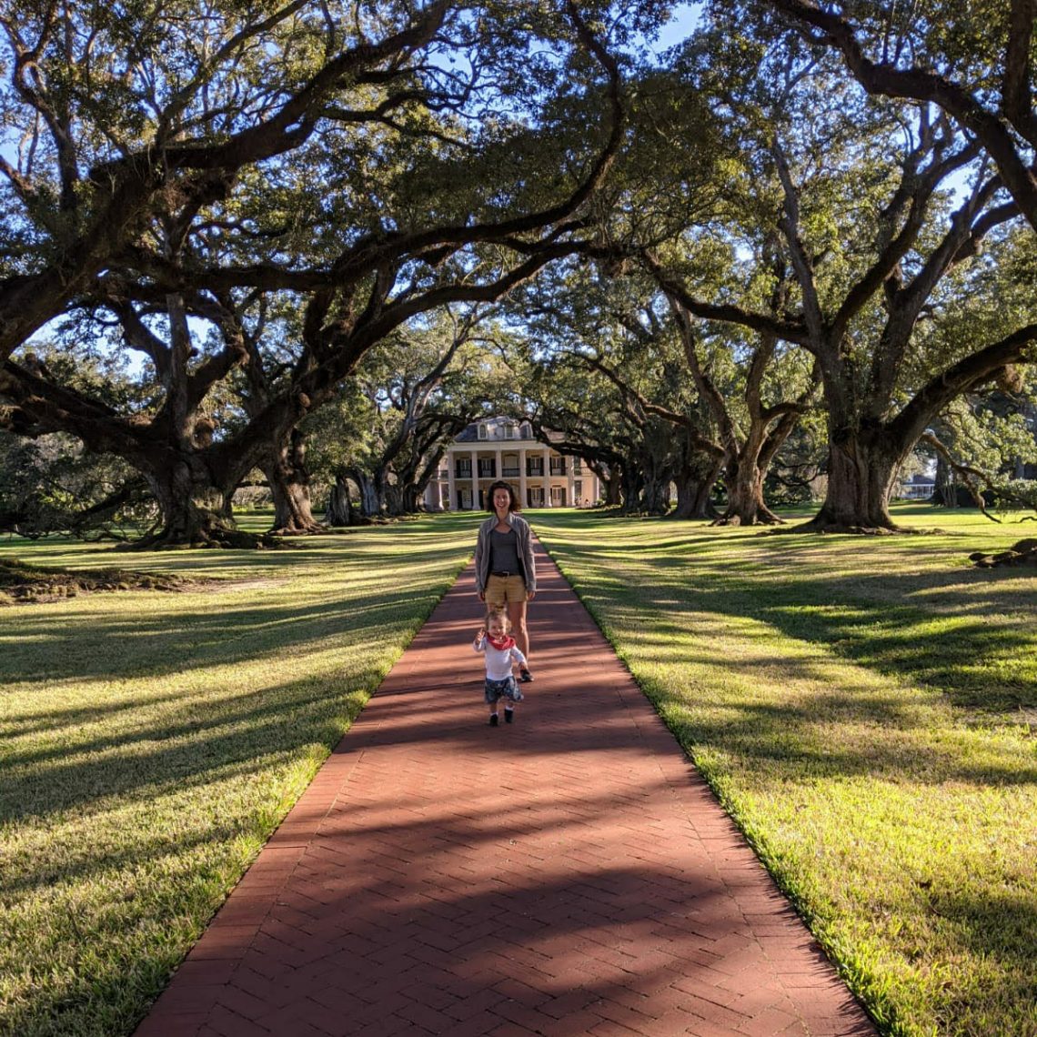 L'allée de chênes de la plantation
