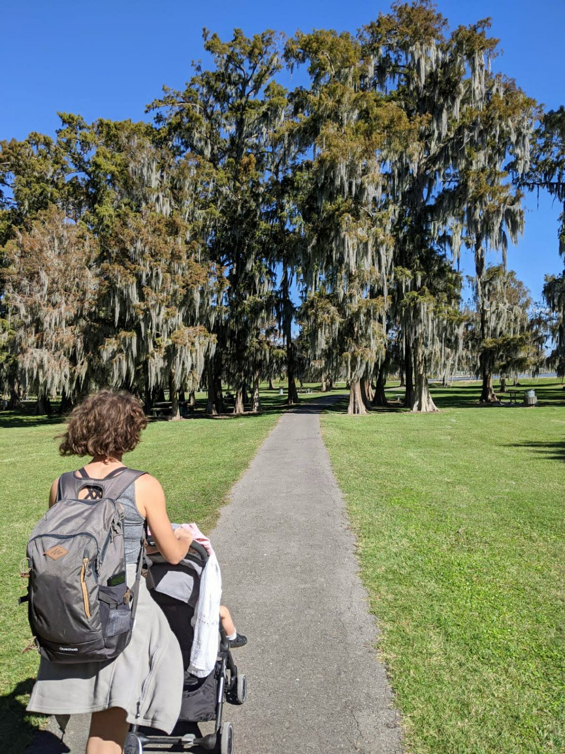Les arbres de louisiane