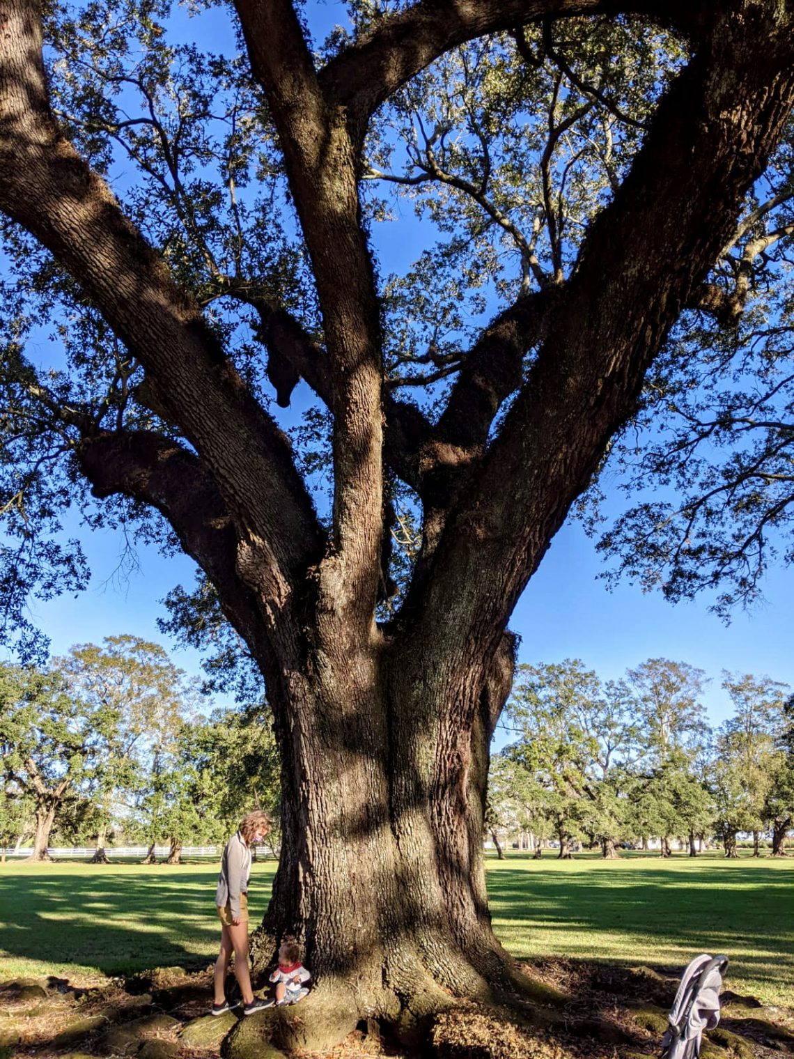 Les immenses chênes centenaires