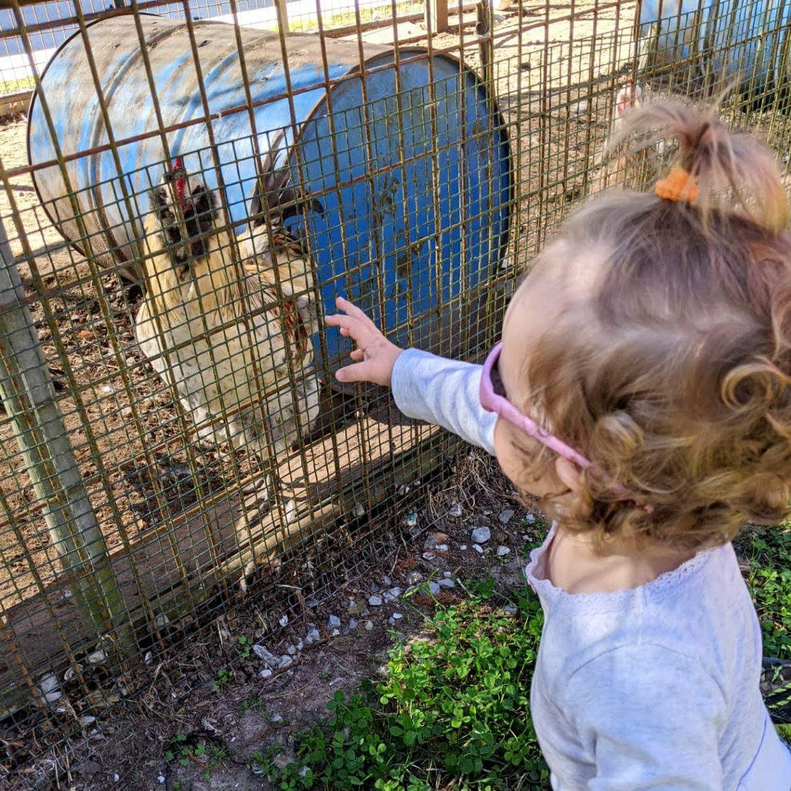 Louise et les poules