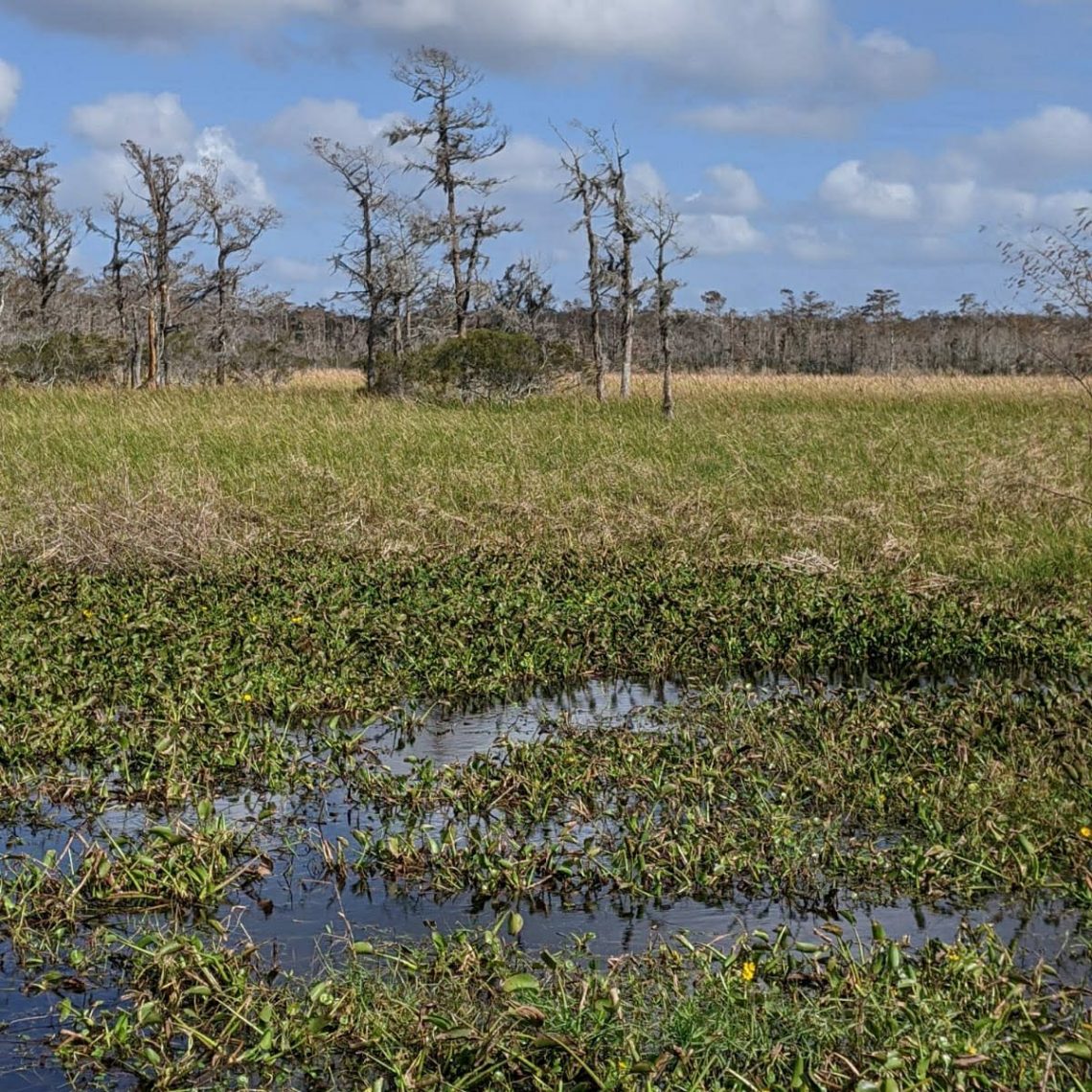 des hectares de marecages