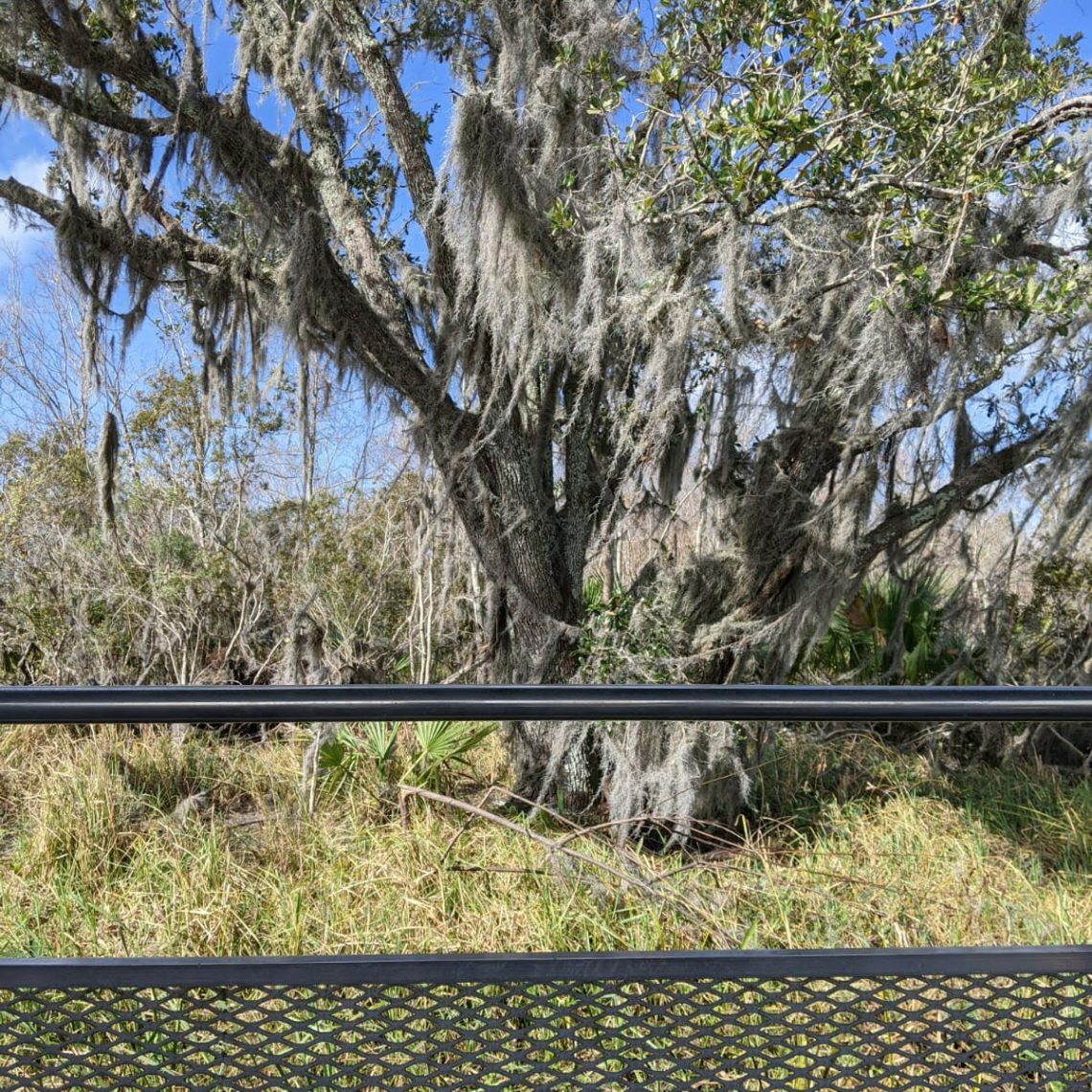 en bateau sur le bayou