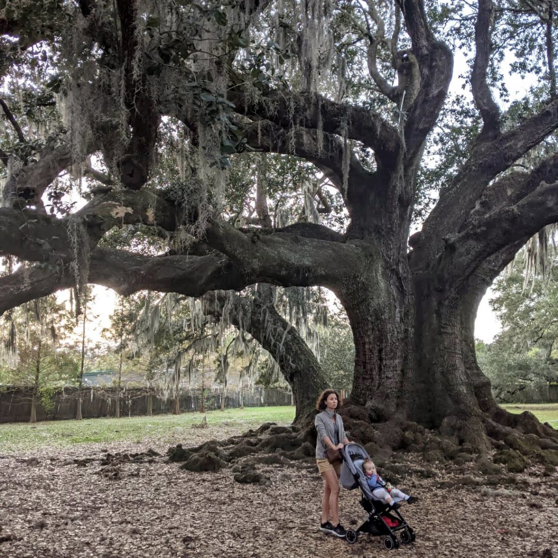 l'arbre de vie nouvelle orleans