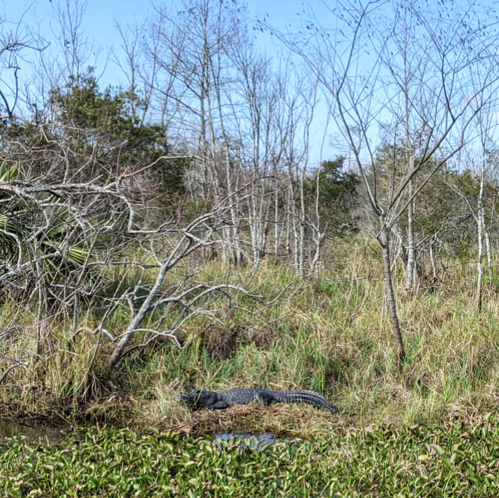 rencontre avec un alligator