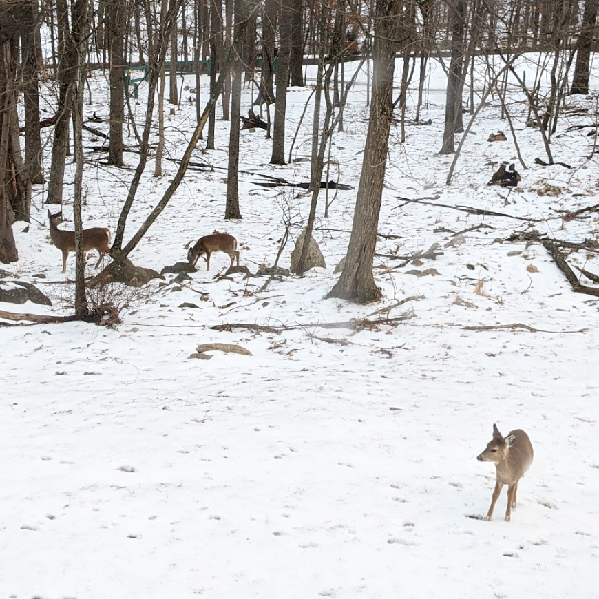 Les biches à la montagne