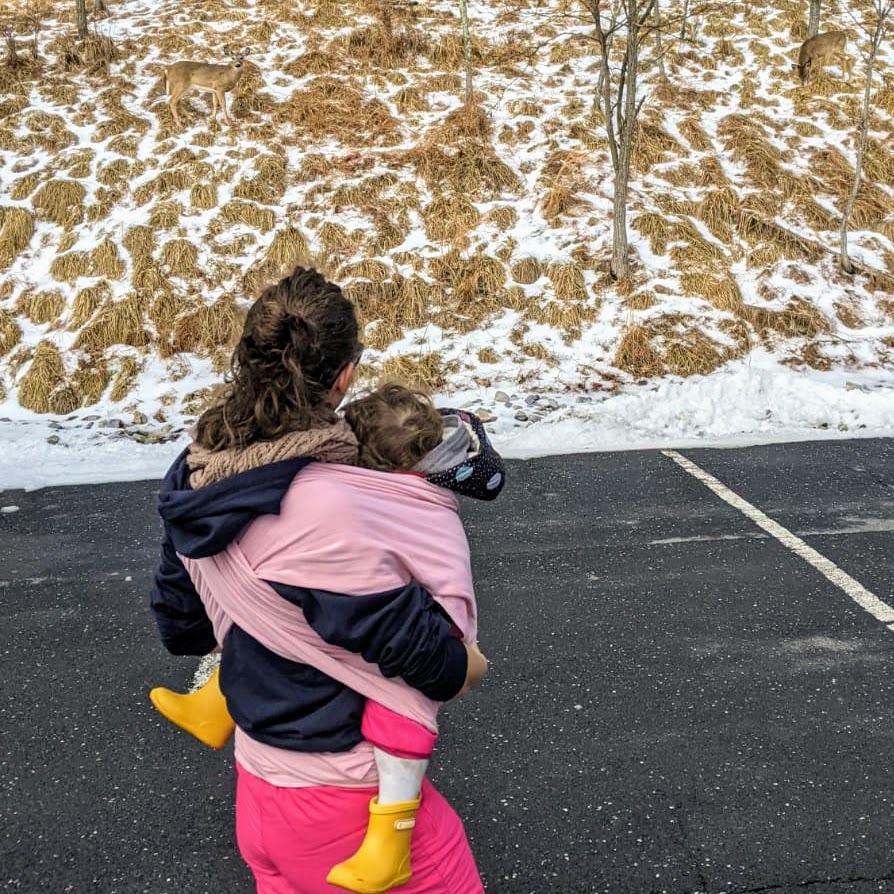 On observe les biches