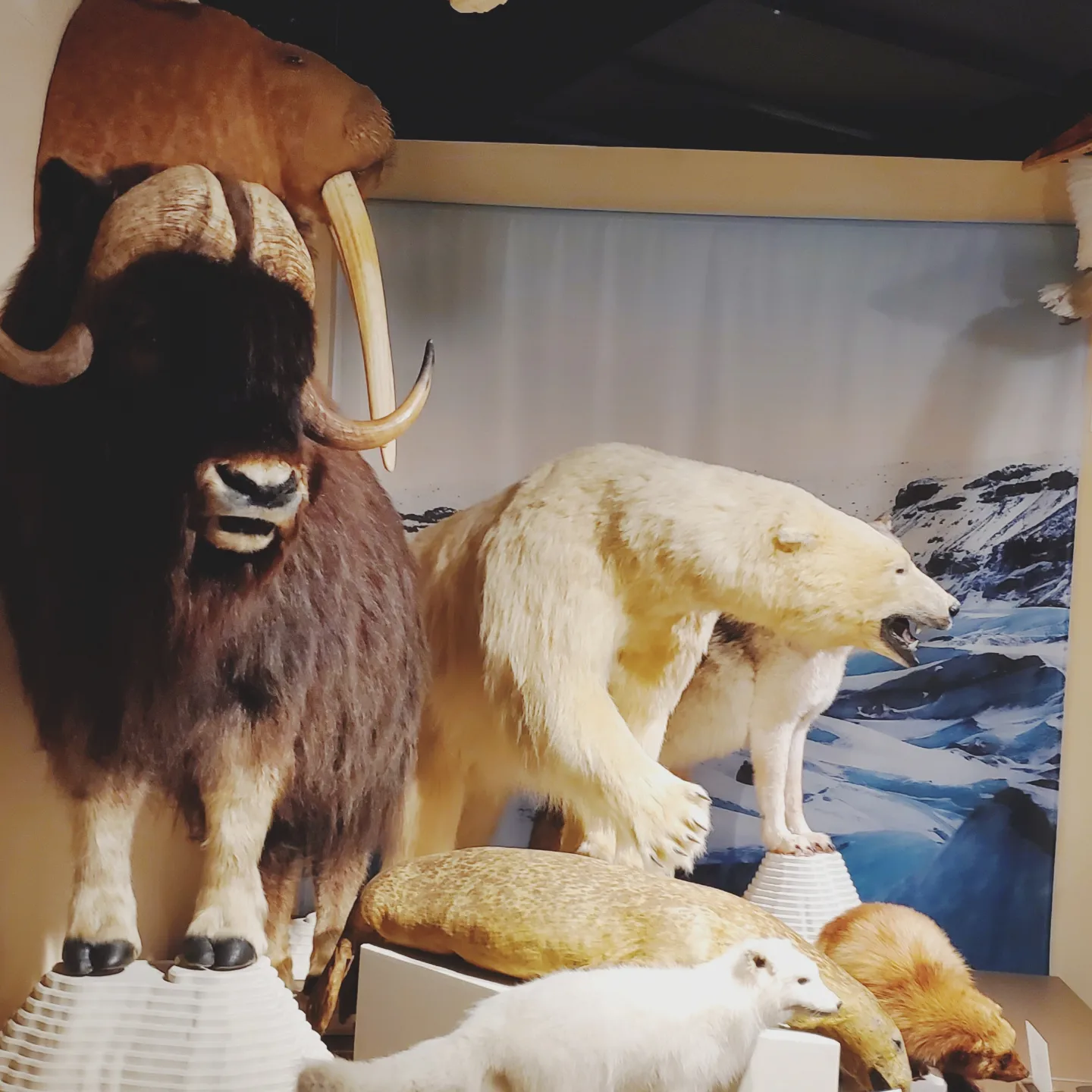 Cabinet de curiosités musée de Kenosha