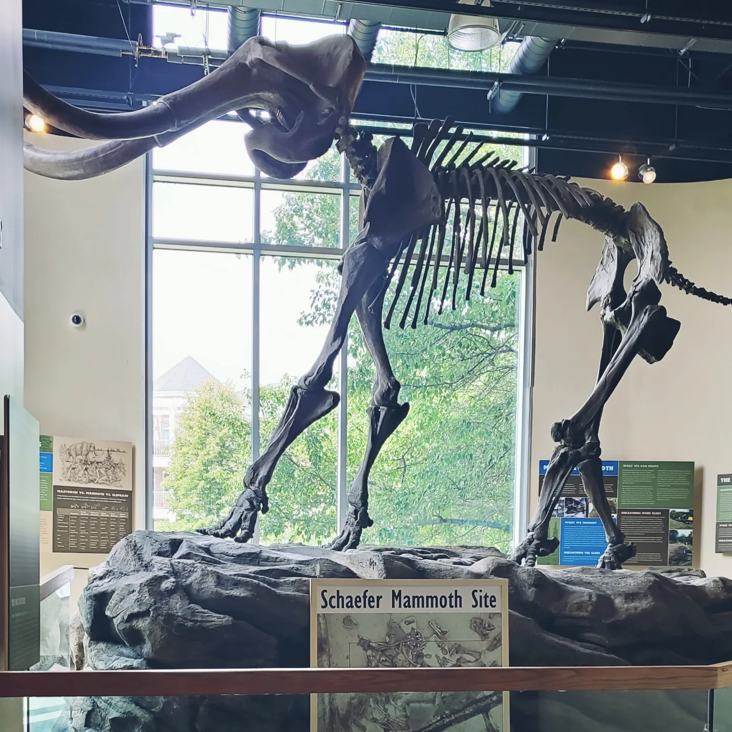 Les squelettes de dinosaures