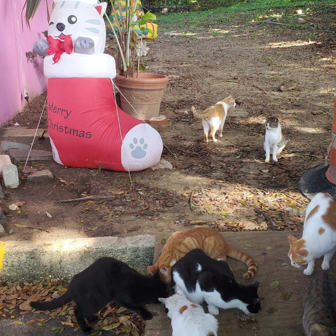 Refuge de chats Puerto Rico