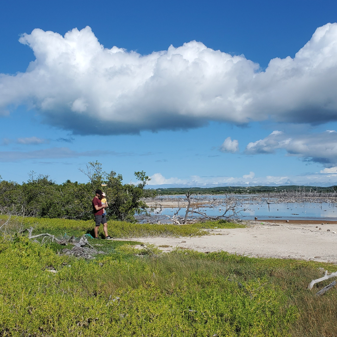 Promenade dans la mangrove