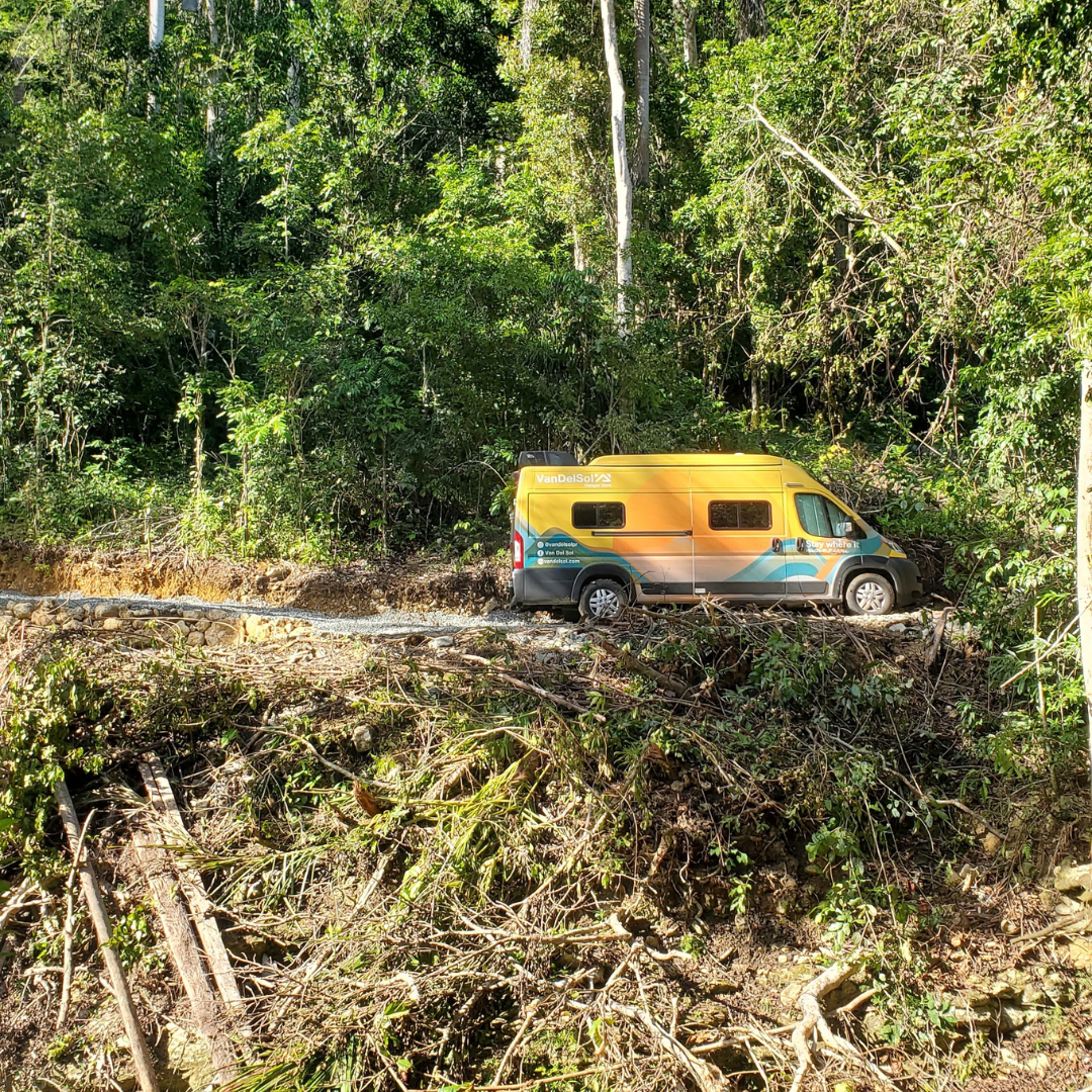 Sunny seul dans la jungle