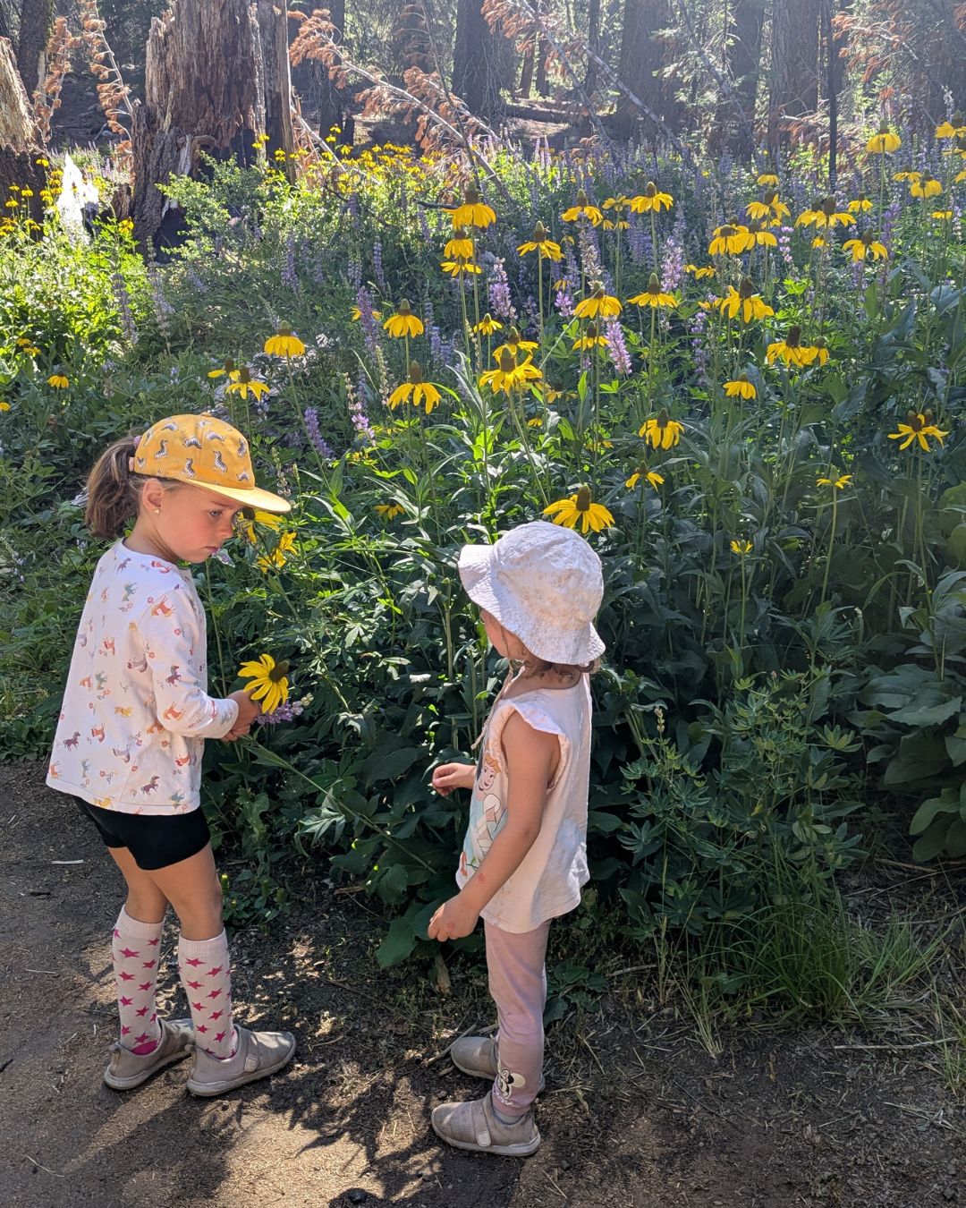 Les Tuolumne Meadows au Yosemite