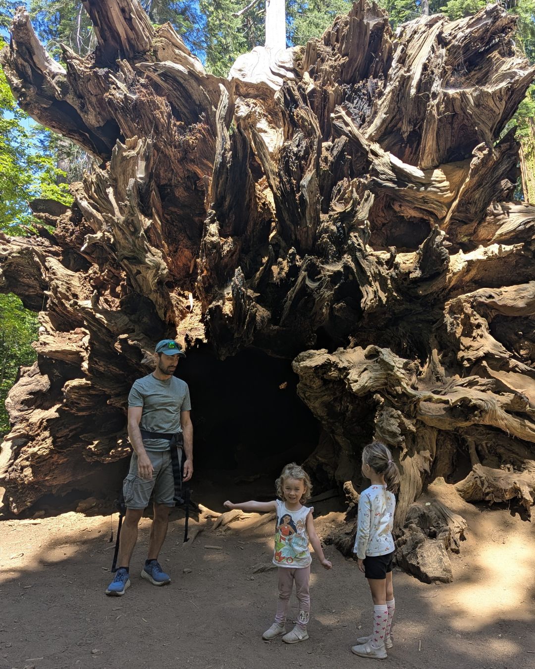 Incroyables les sequoias