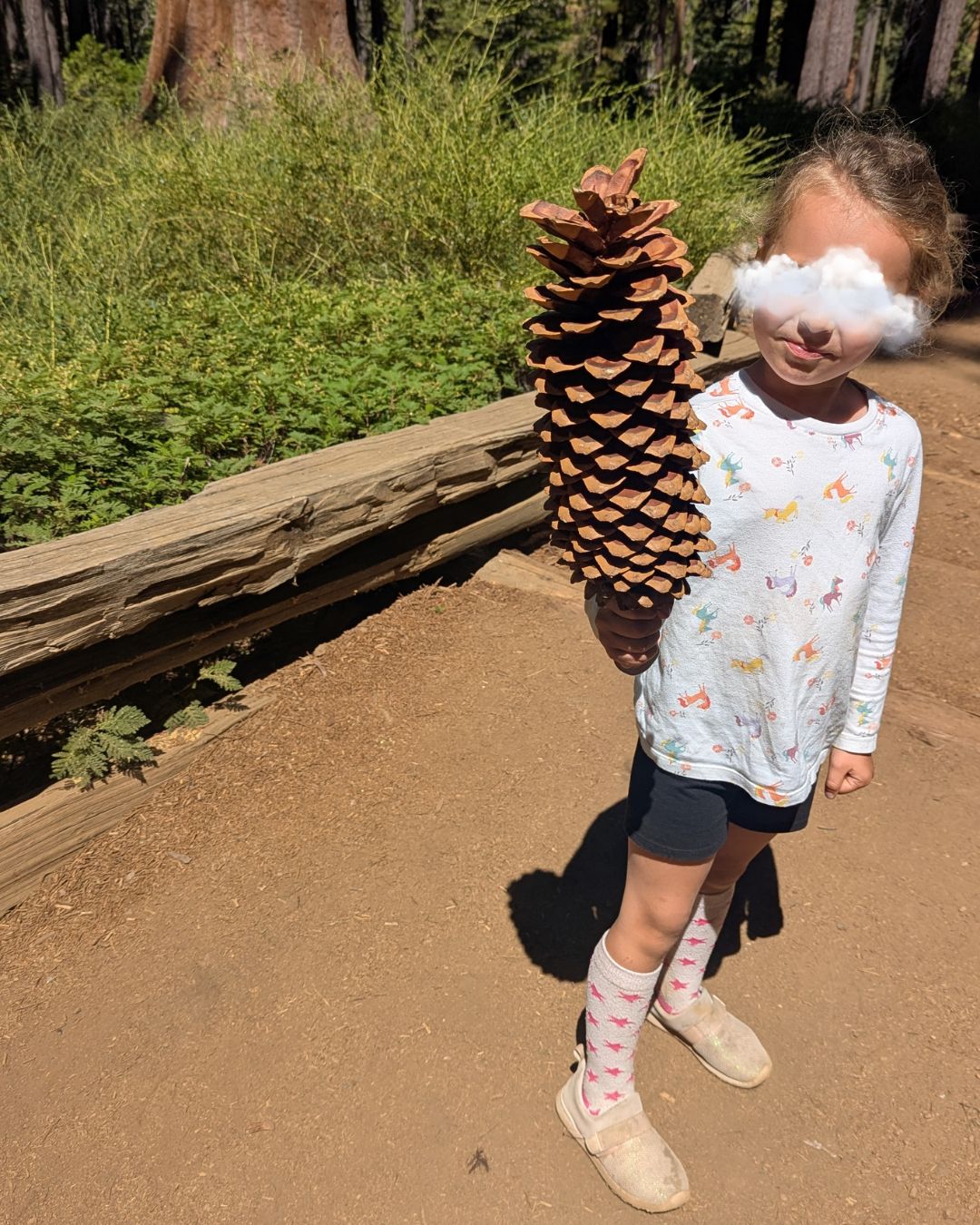 Pomme de pain immense